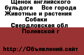 Щенок английского бульдога  - Все города Животные и растения » Собаки   . Свердловская обл.,Полевской г.